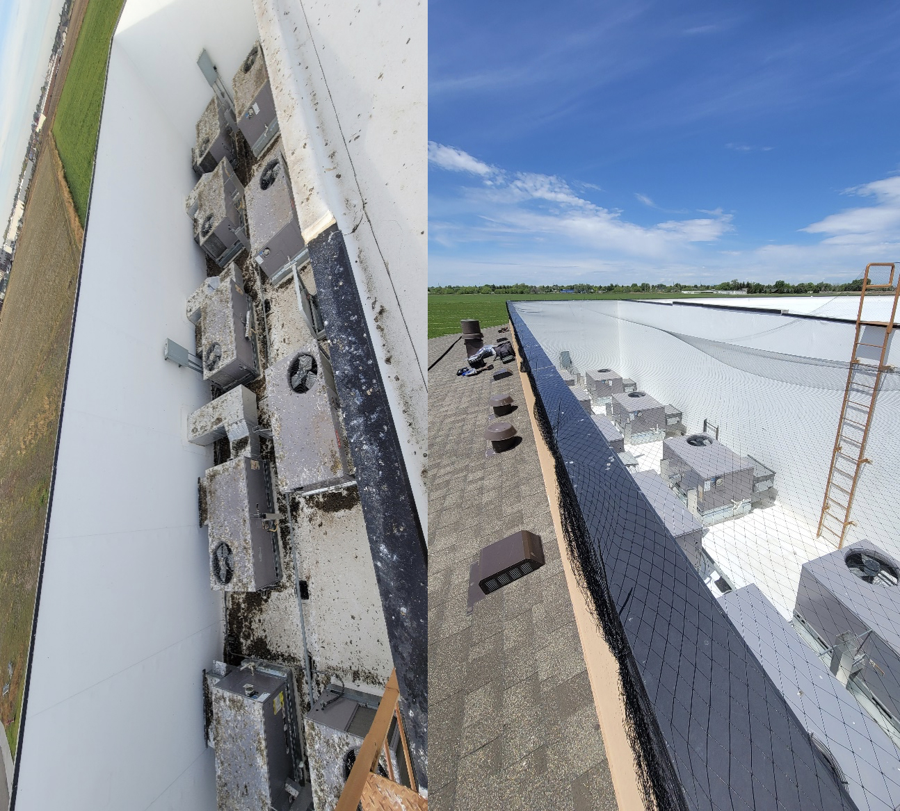 pigeon control before and after HHE Idaho Falls