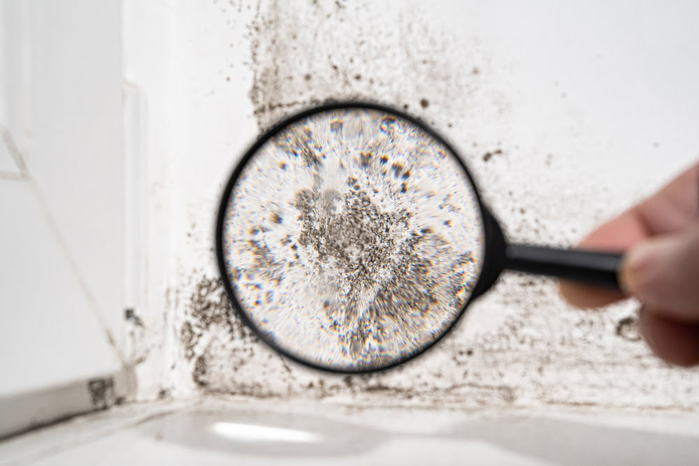 5 Areas Prone to Mold